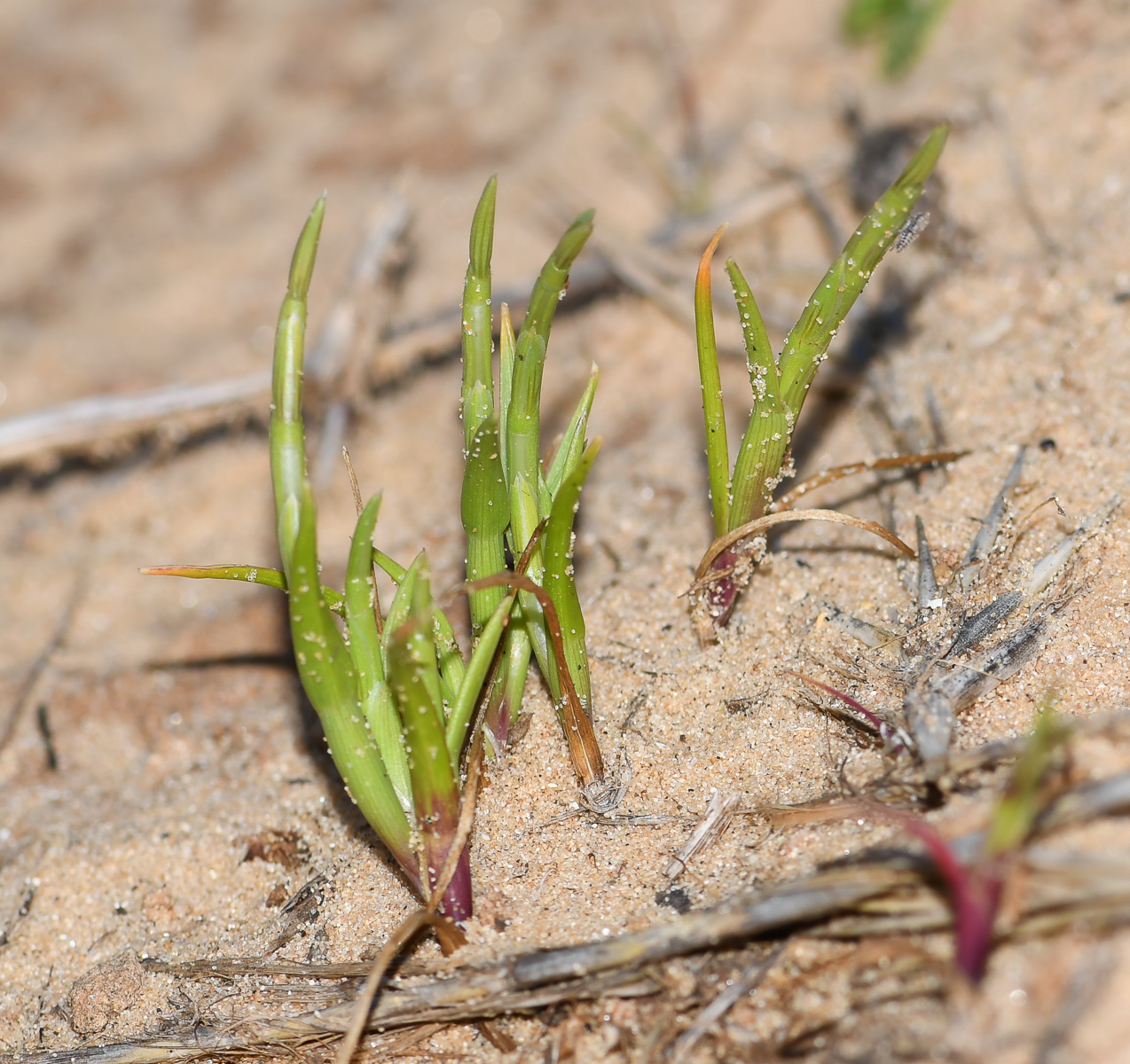 Изображение особи Parapholis marginata.