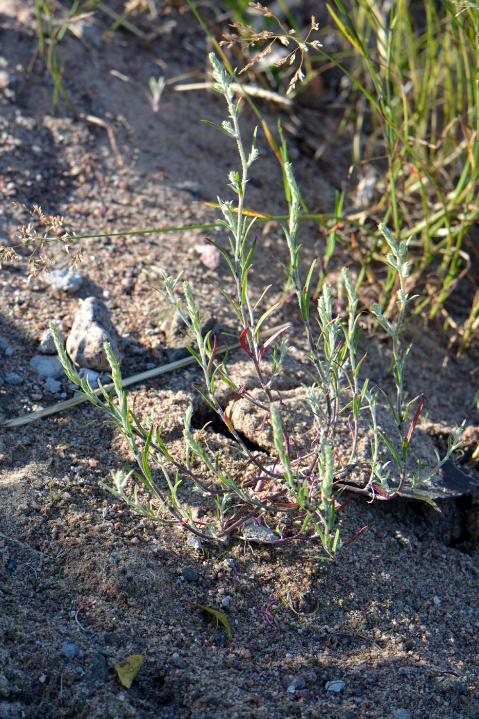 Image of Corispermum hyssopifolium specimen.