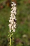 Aconitum orientale. Верхушка растения с соцветием и ворующим нектар шмелём. Кабардино-Балкария, Эльбрусский р-н, долина р. Сылтрансу, ≈ 2200 м н.у.м., субальпийский луг. 05.08.2019.