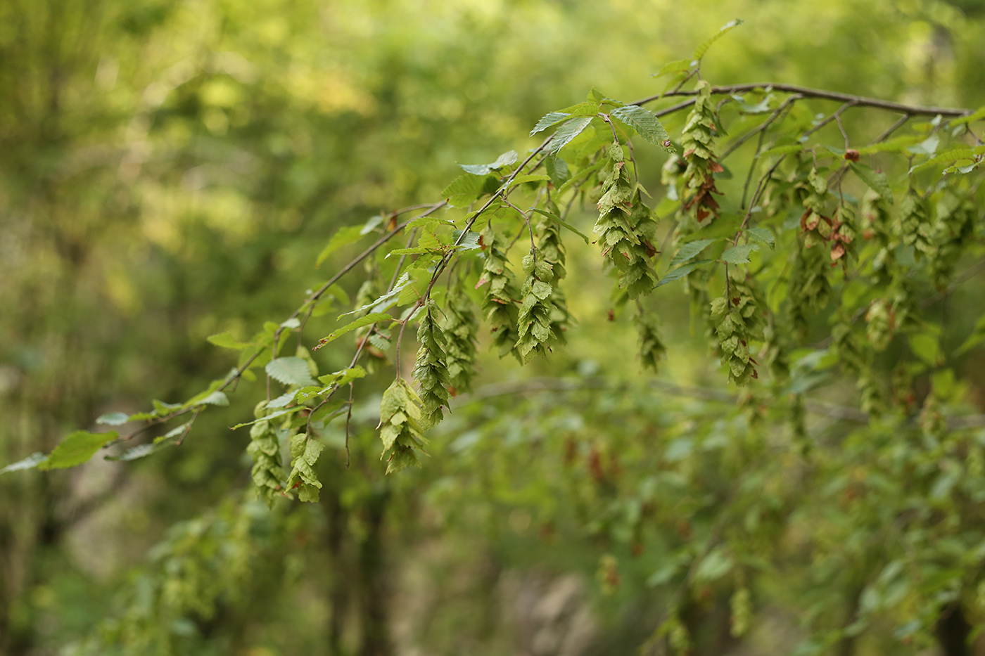 Изображение особи Carpinus orientalis.