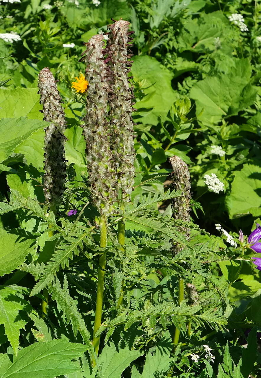 Image of Pedicularis atropurpurea specimen.