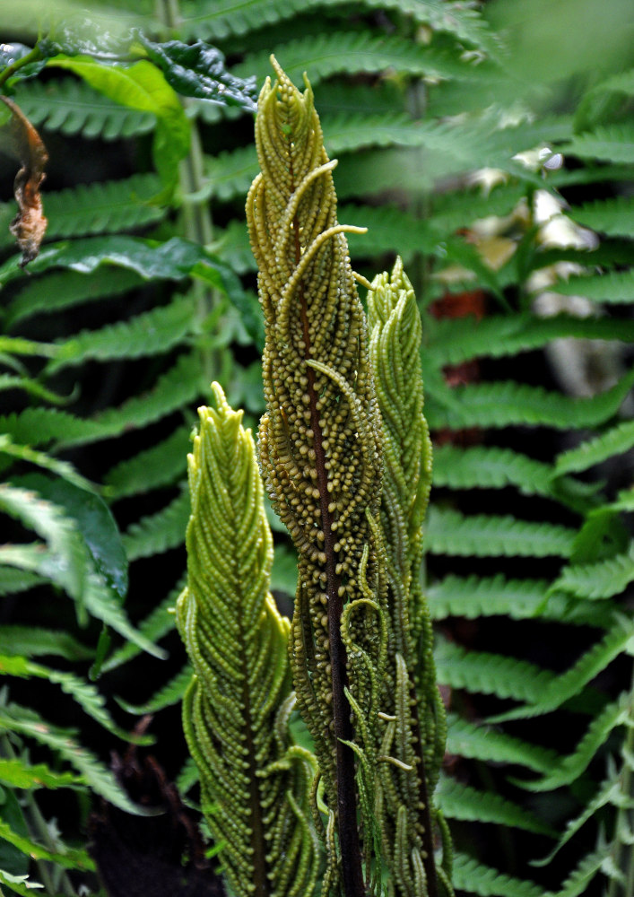 Изображение особи Matteuccia struthiopteris.