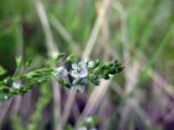 Veronica anagallis-aquatica