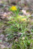 Hieracium filifolium. Цветущее растение. Псковская обл., Пустошкинский р-н, зеленомошный сосновый лес. 28.07.2019.