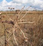 Inula caspica. Нижняя часть выкопанного растения с корнями. Краснодарский край, м/о город-курорт Анапа, окр. с. Витязево, Витязевская коса, закреплённые пески. 12.10.2019.