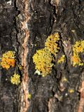 Xanthoria polycarpa