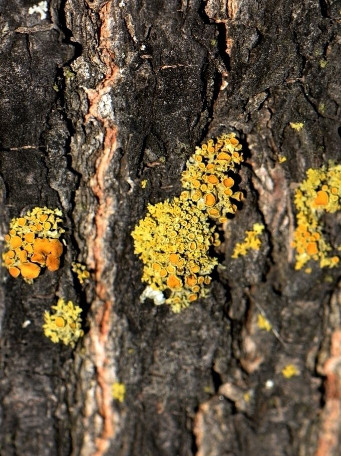 Изображение особи Xanthoria polycarpa.