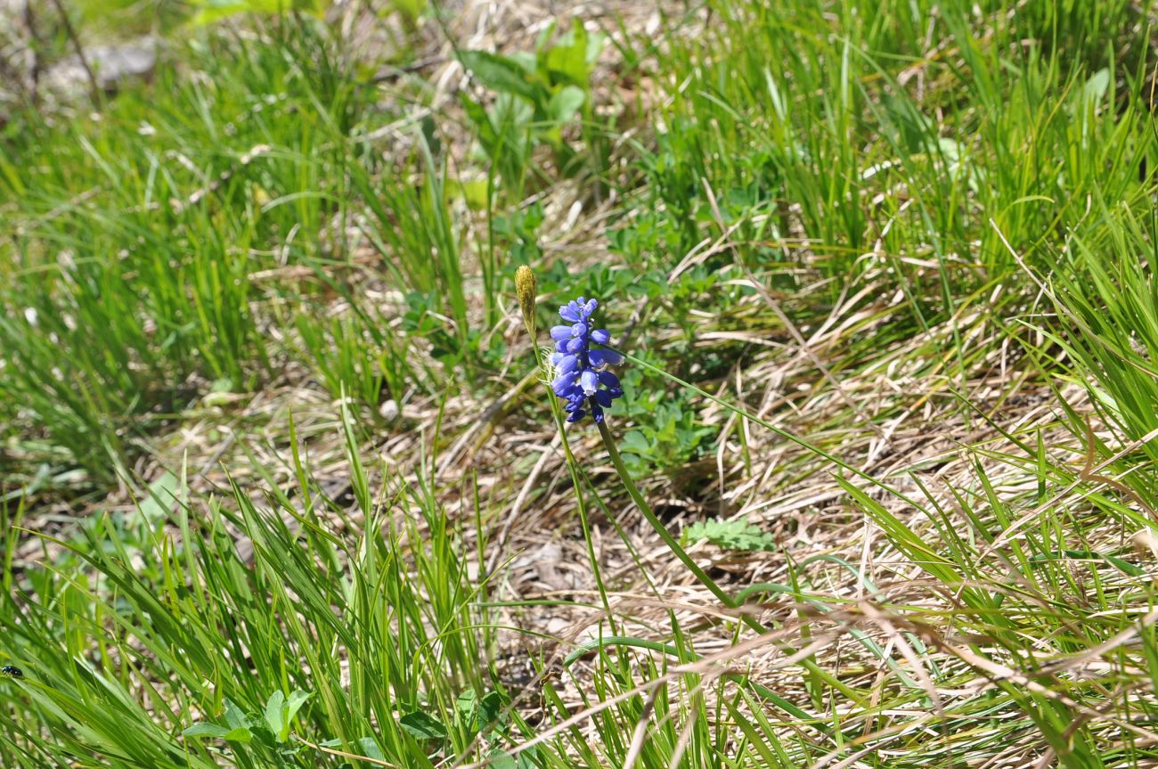 Image of genus Muscari specimen.