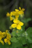 Chelidonium majus. Бутоны и раскрывшийся цветок на верхушке побега. Карельский перешеек, окр. Сертолово, СНТ \"Поляна\". 25.05.2019.