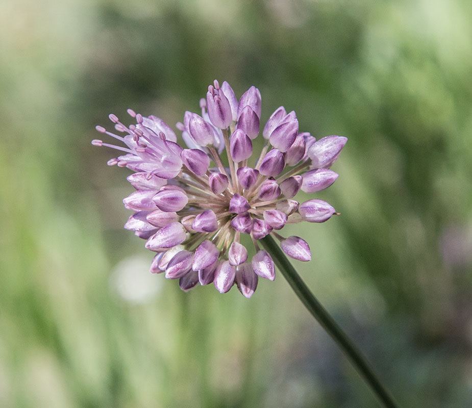 Изображение особи род Allium.