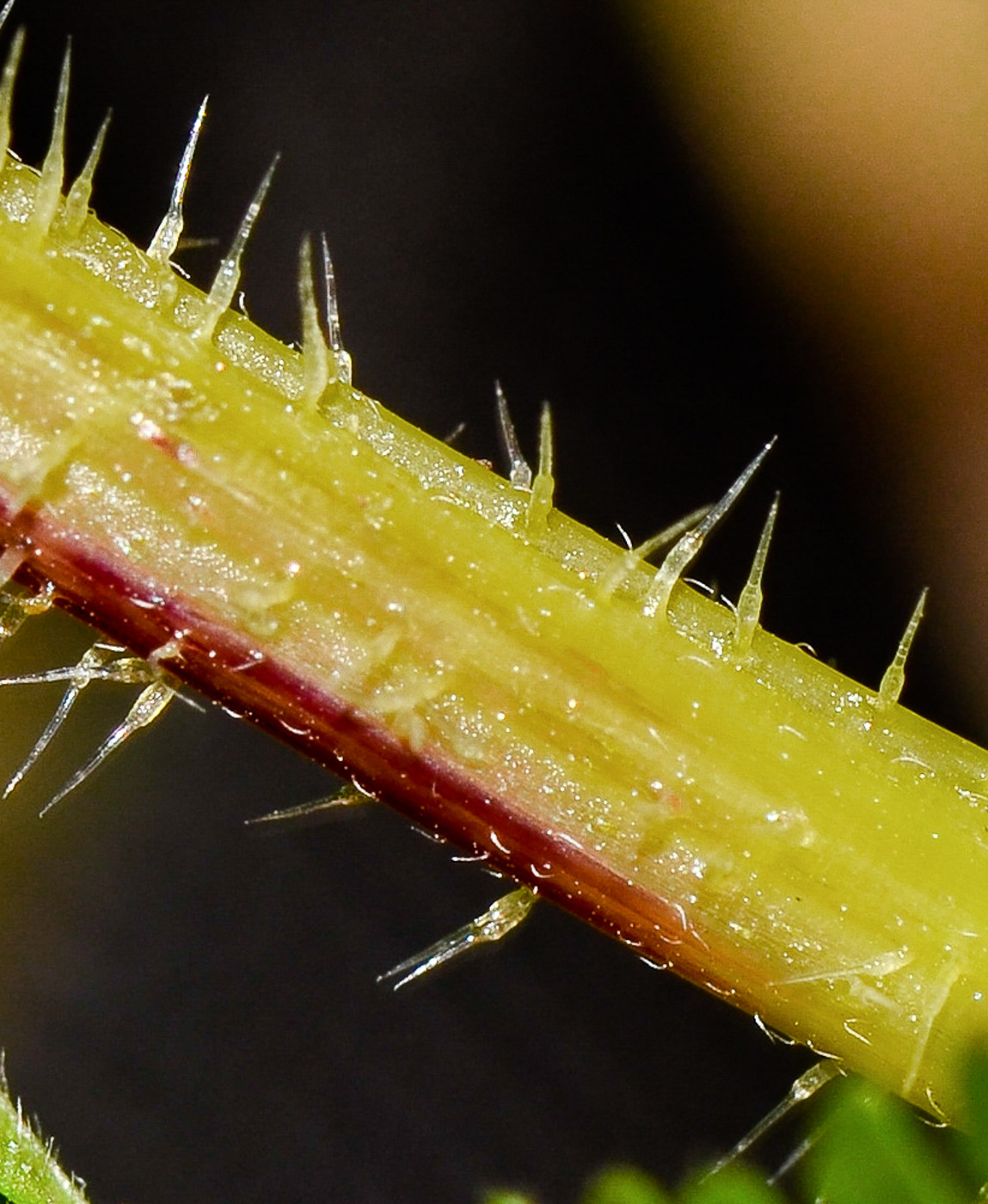 Изображение особи Urtica membranacea.