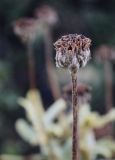 род Phlomis