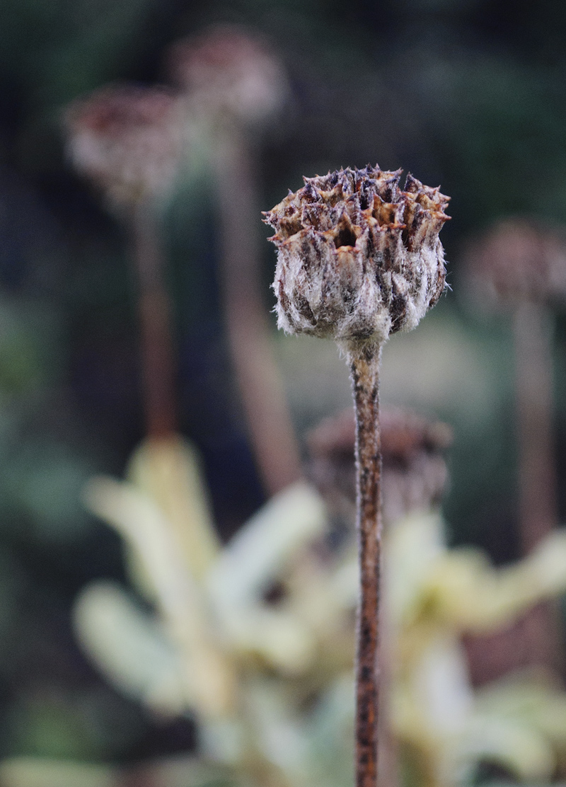 Изображение особи род Phlomis.