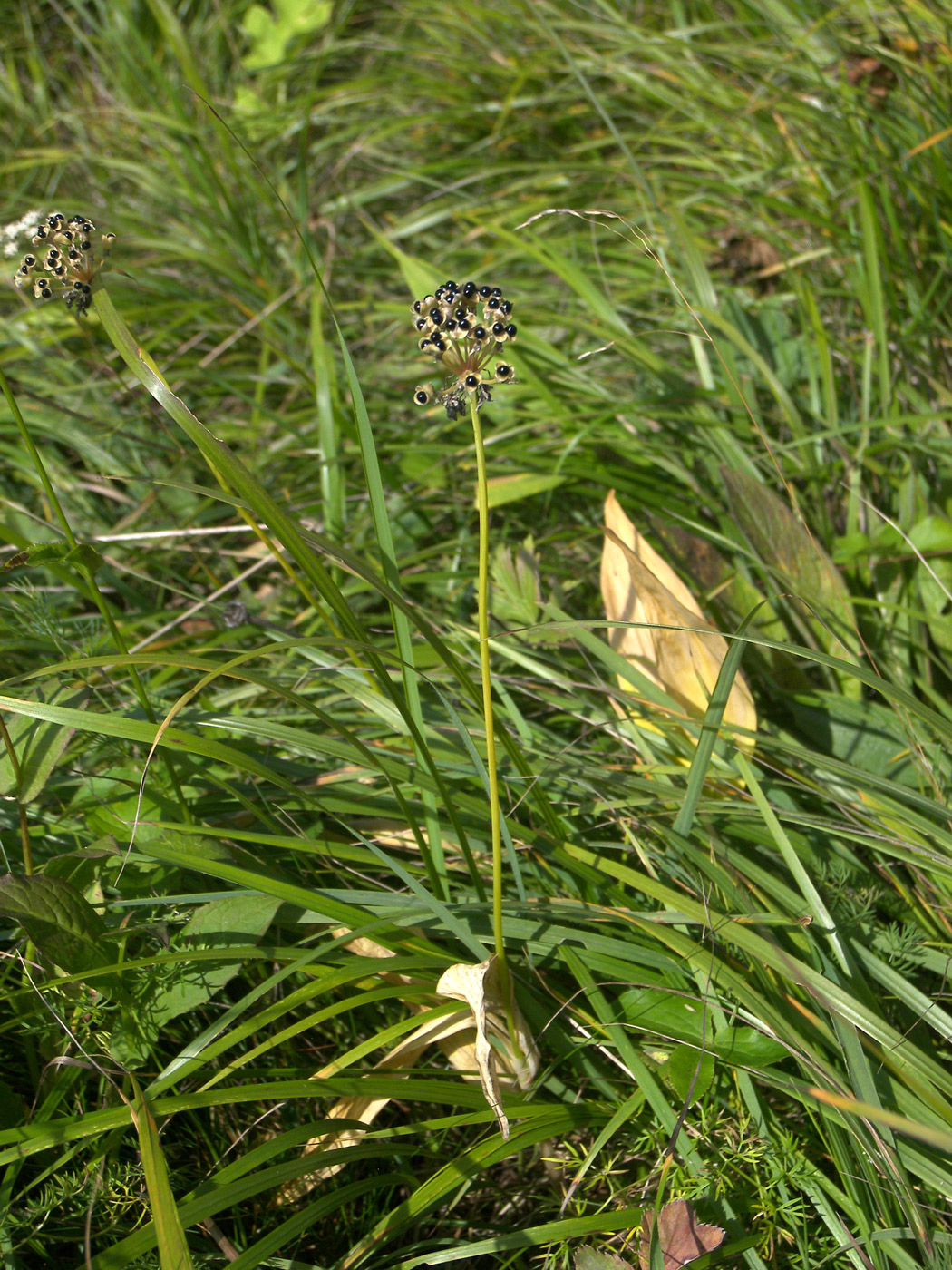 Image of Allium victorialis specimen.