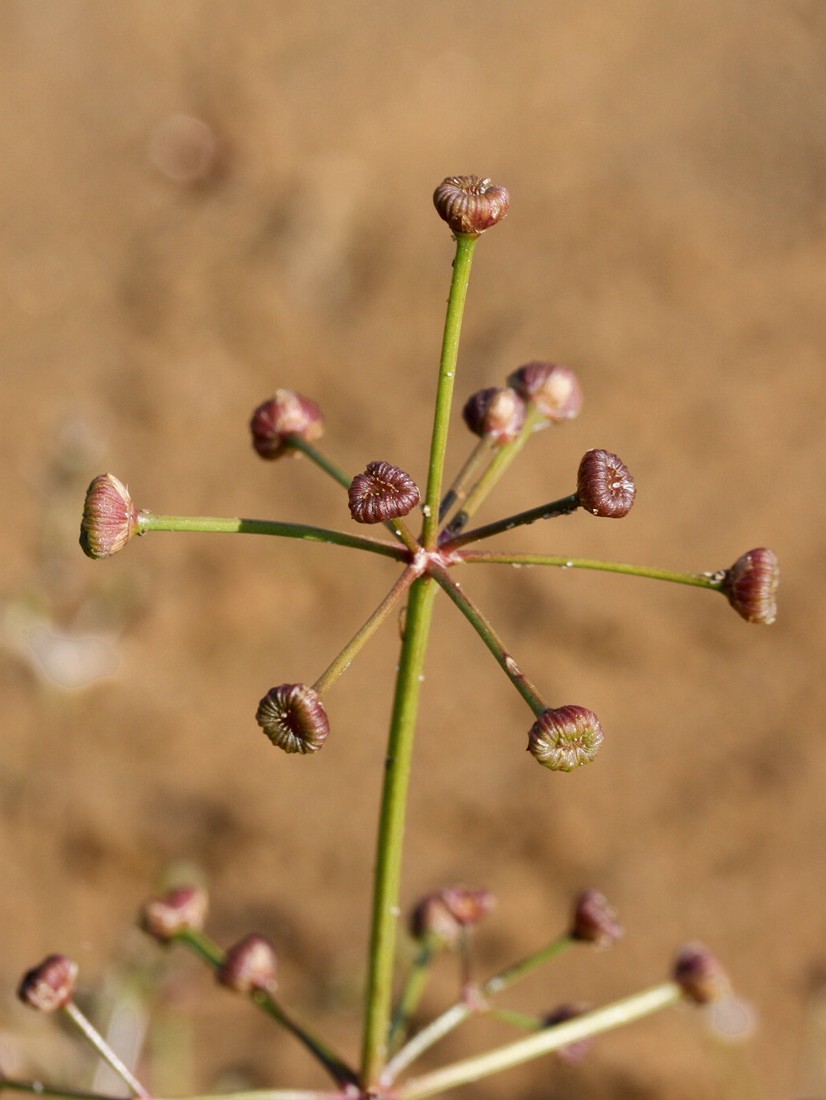 Изображение особи Alisma gramineum.