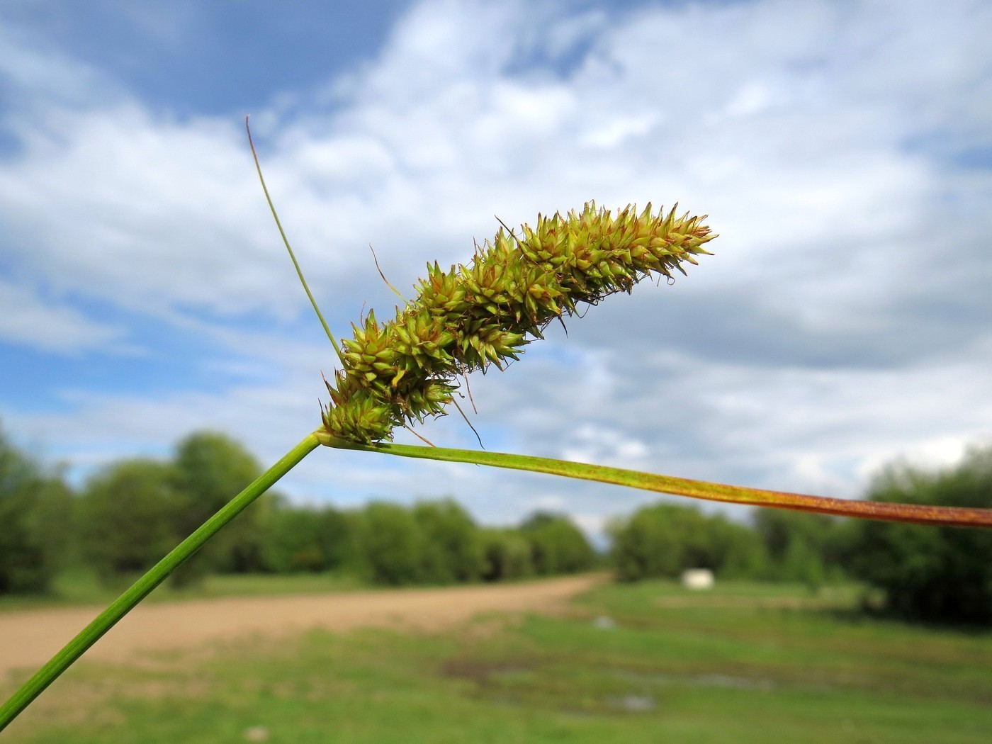 Изображение особи Carex leiorhyncha.