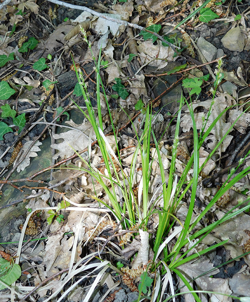 Image of Carex divulsa specimen.