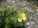 Rosa platyacantha