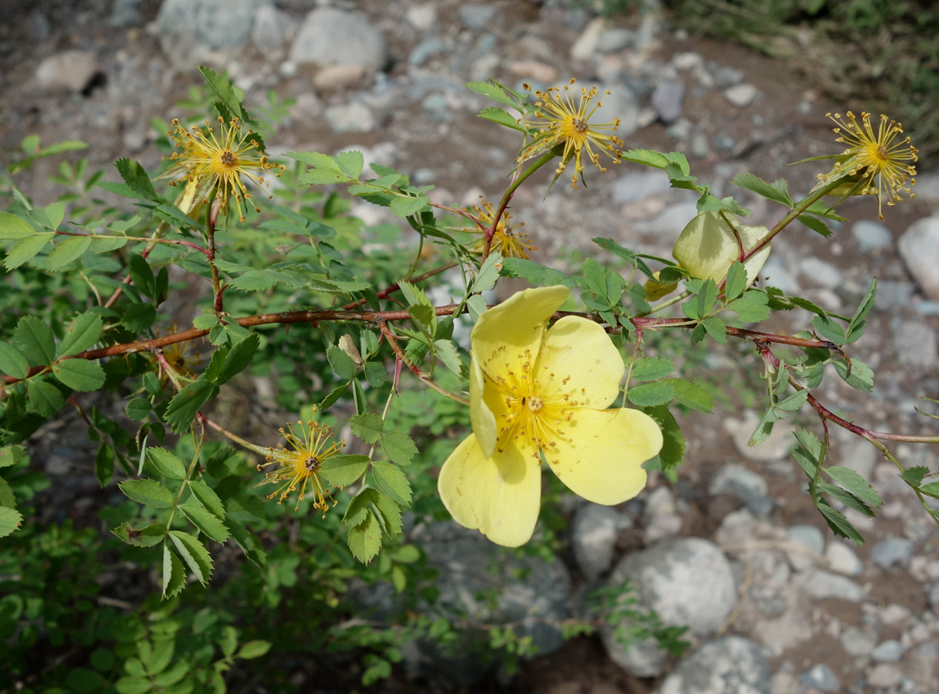 Изображение особи Rosa platyacantha.