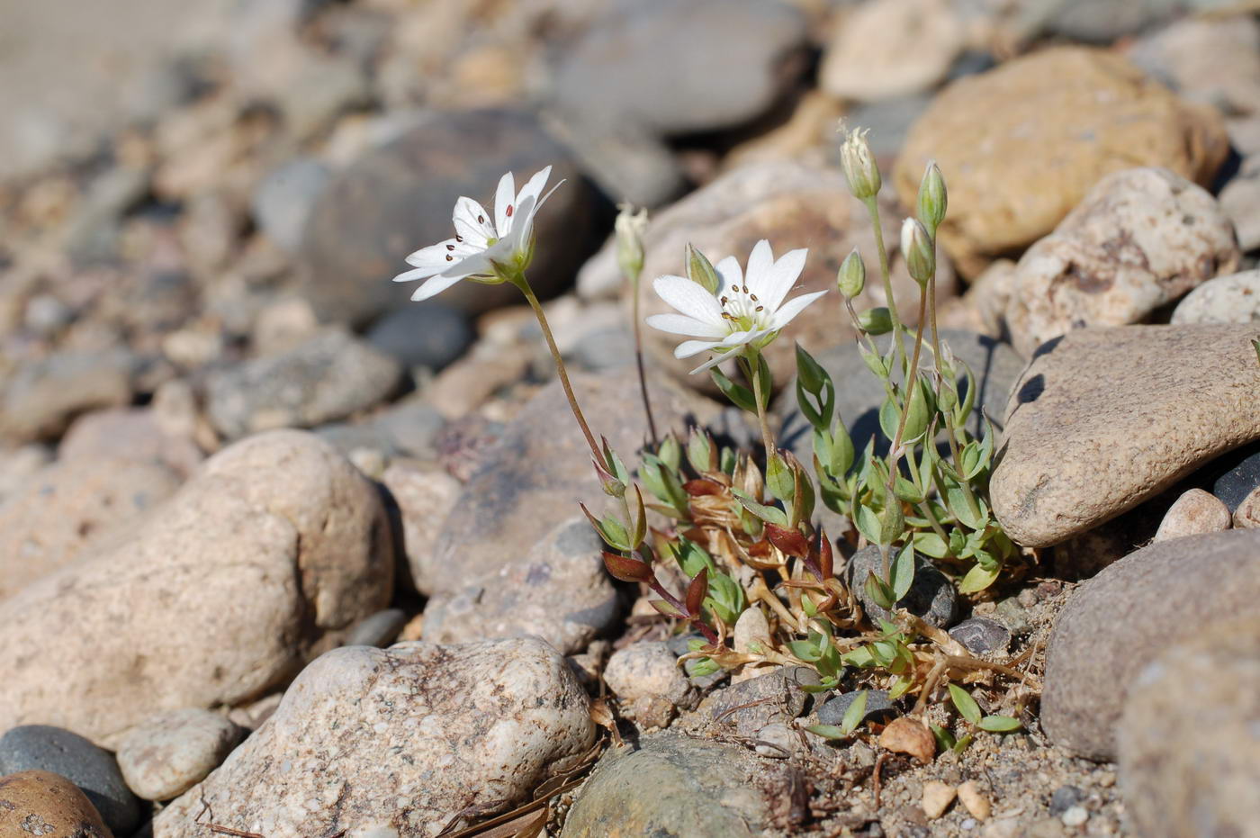 Изображение особи Stellaria monantha.