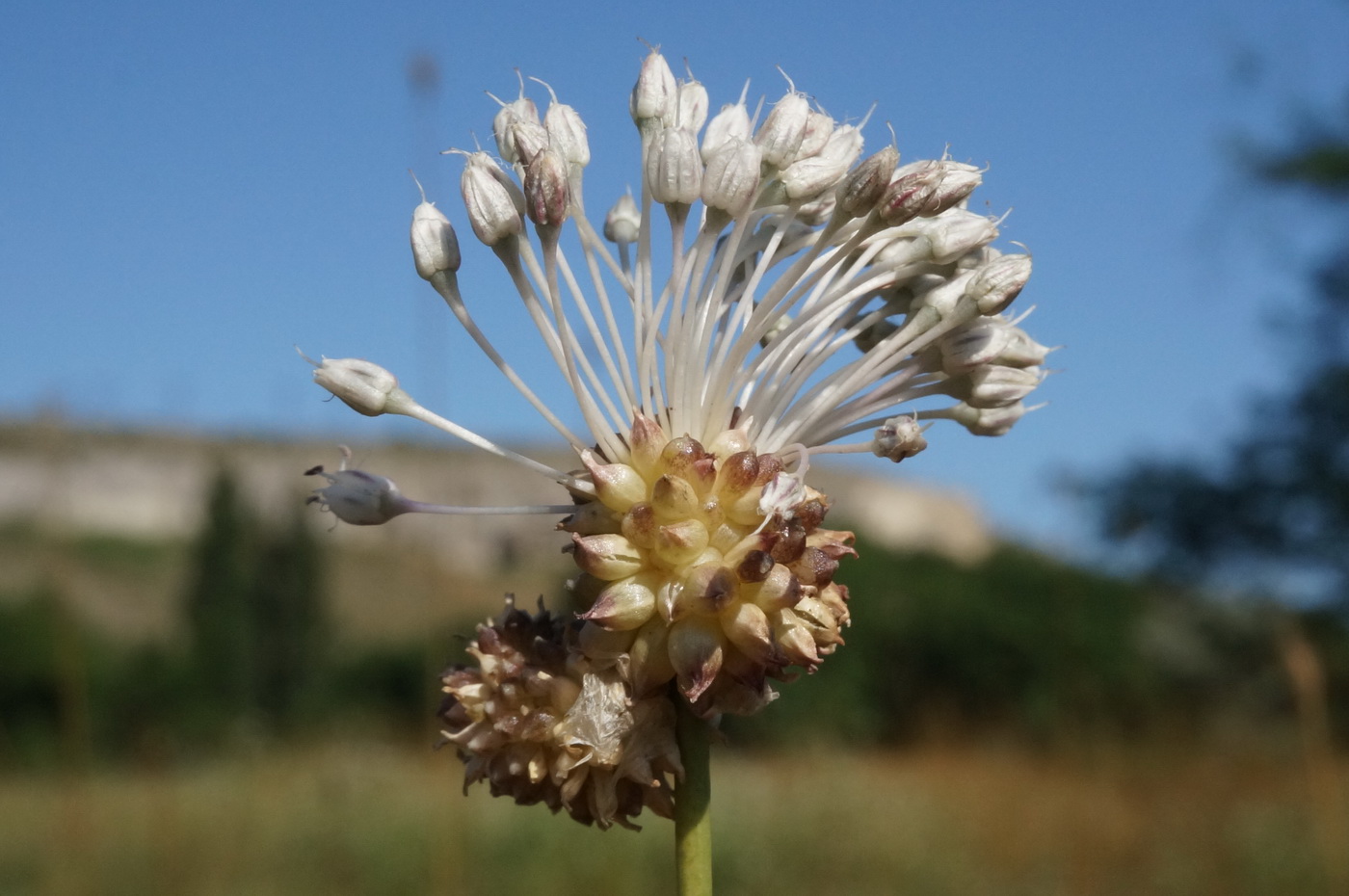 Image of Allium vineale specimen.