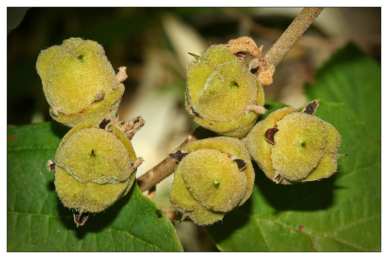 Изображение особи Hamamelis virginiana.