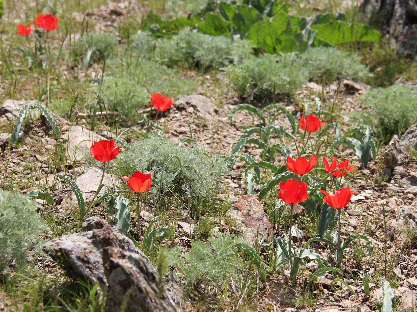 Изображение особи Tulipa korolkowii.