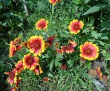 Gaillardia &times; grandiflora