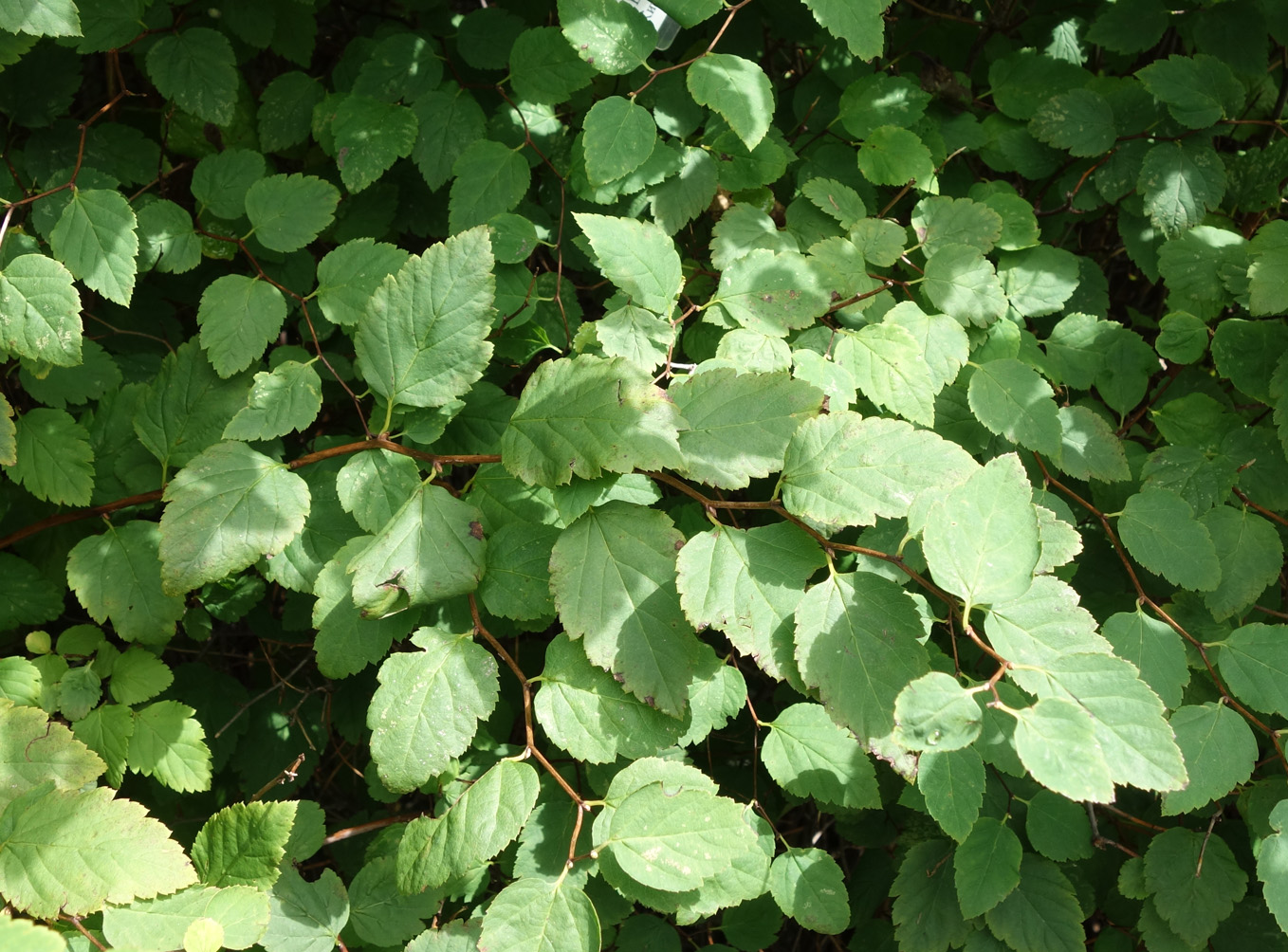 Изображение особи Spiraea ussuriensis.