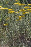 Achillea arabica. Группа цветущих растений. Крым, Бахчисарайский р-н, окр. с. Дачное, фруктовый сад. 13.05.2020.