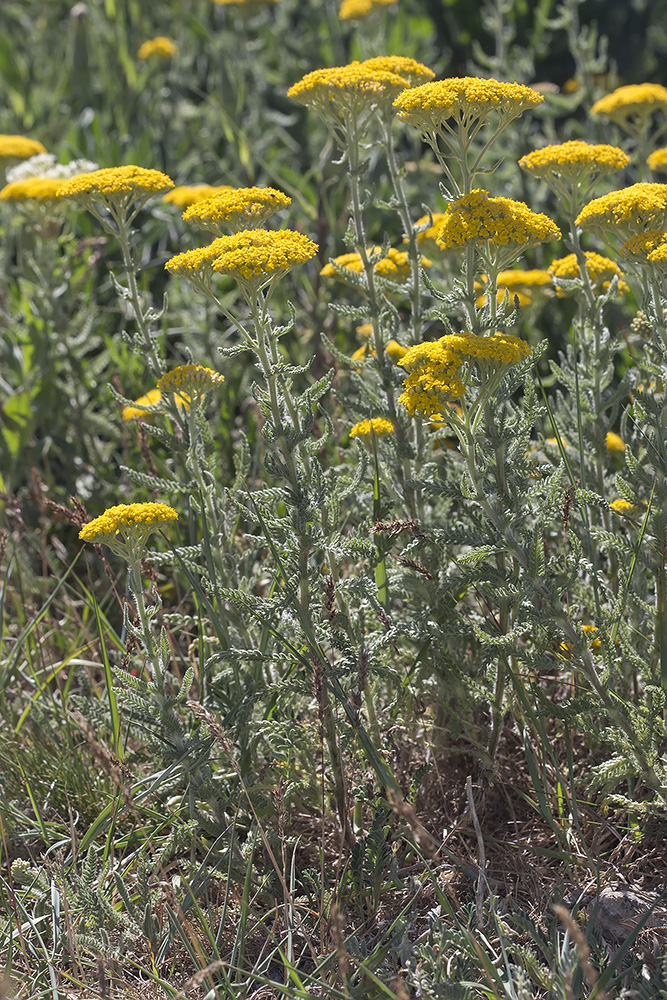 Изображение особи Achillea arabica.