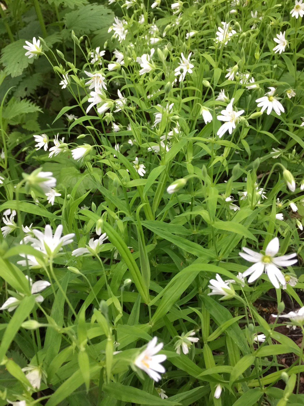 Image of Stellaria holostea specimen.