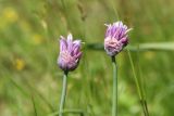 Allium schoenoprasum. Верхушки побегов с малоцветковыми соцветиями (молодое растение?). Ленинградская обл., Ломоносовский р-н, окр. Шепелёвского маяка; п-ов Каравалдай, валунно-песчаный берег Финского залива, приморский луг. 21.06.2020.