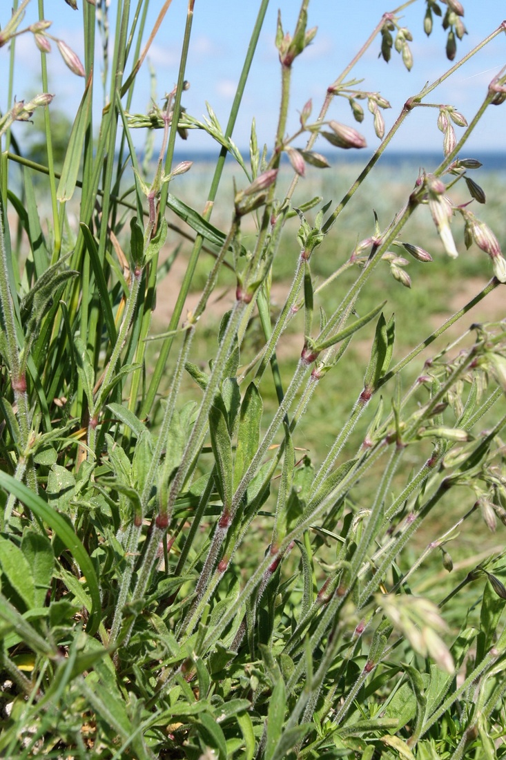 Image of Silene nutans specimen.
