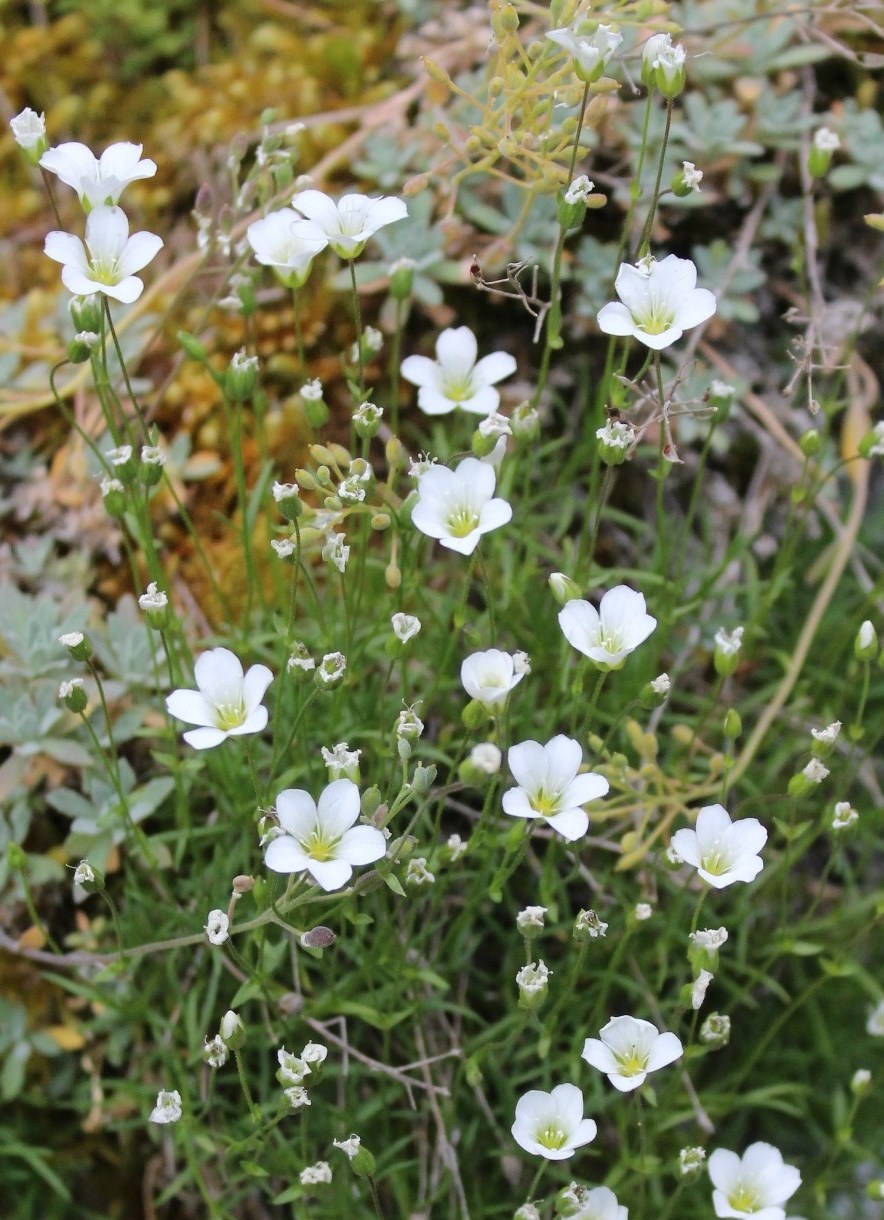 Image of Minuartia helmii specimen.