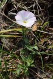 Convolvulus arvensis. Цветок и верхушки побегов. Краснодарский край, Лазаревский р-н, окр. с. Ордынка, 160 м н.у.м., поляна. 18.07.2020.