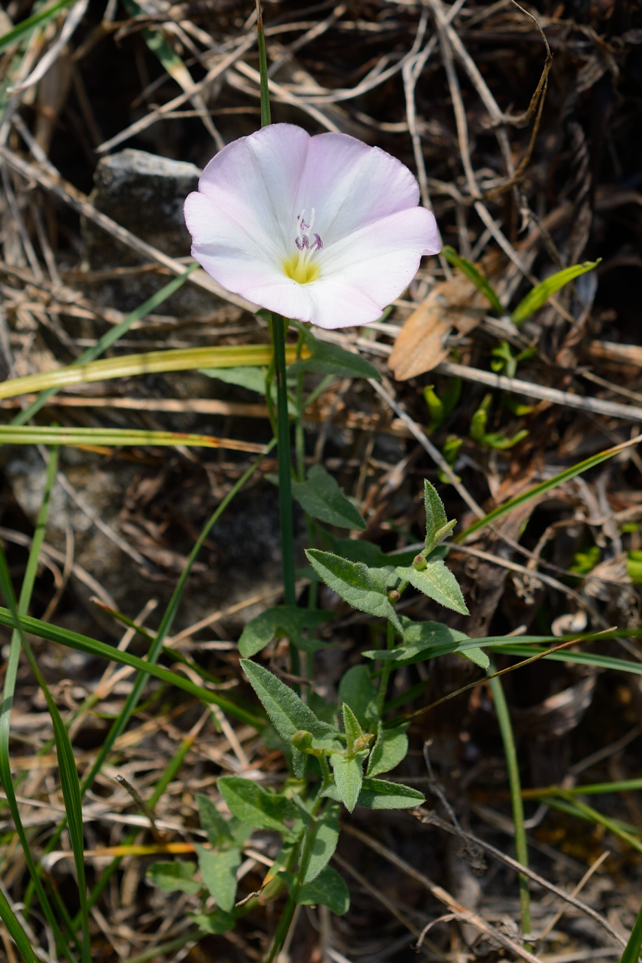 Изображение особи Convolvulus arvensis.