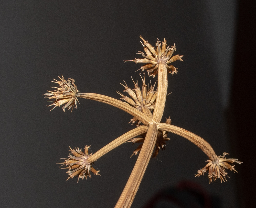 Image of Oenanthe silaifolia specimen.