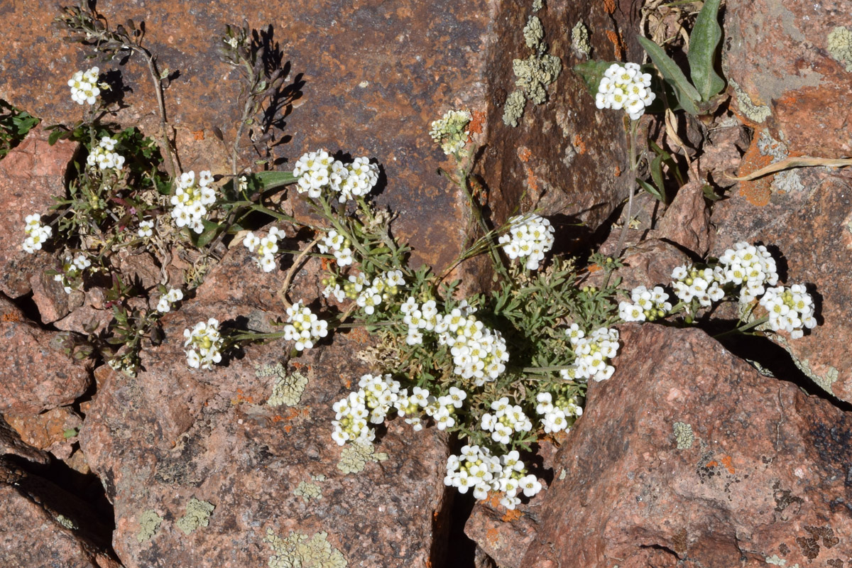 Image of Sophiopsis sisymbrioides specimen.