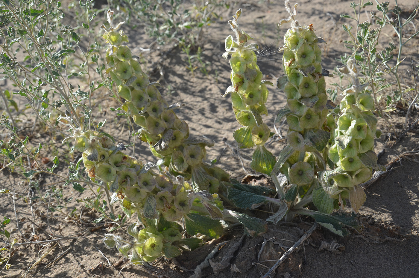 Image of Eremostachys isochila specimen.