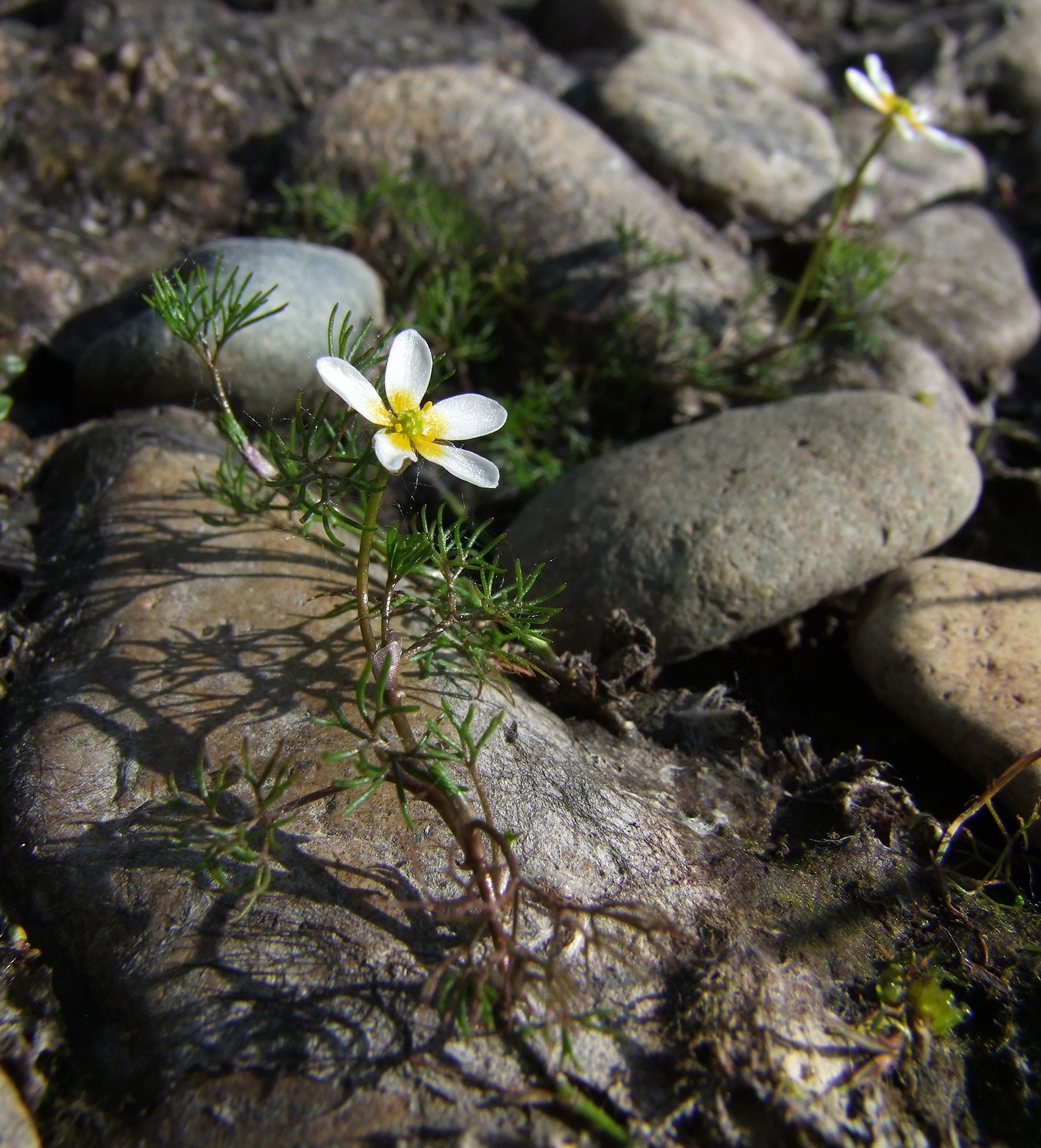 Image of Ranunculus nipponicus specimen.