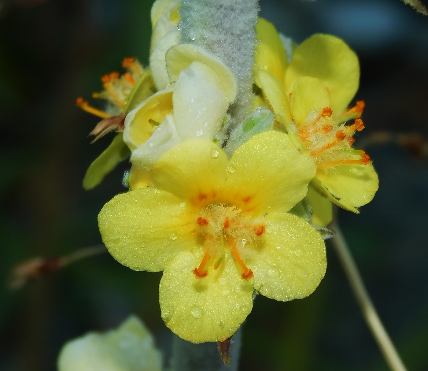 Изображение особи род Verbascum.