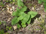 Phlomoides tuberosa