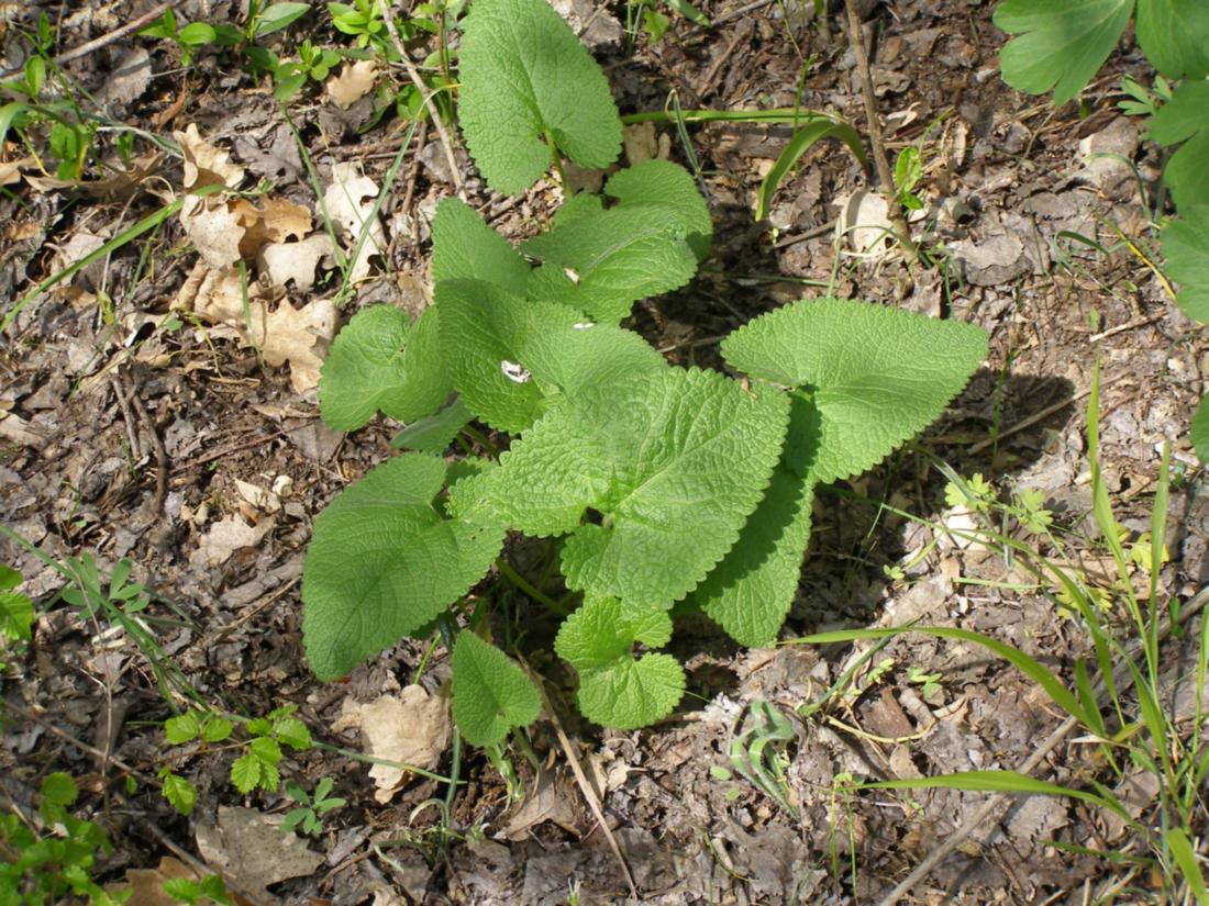 Image of Phlomoides tuberosa specimen.