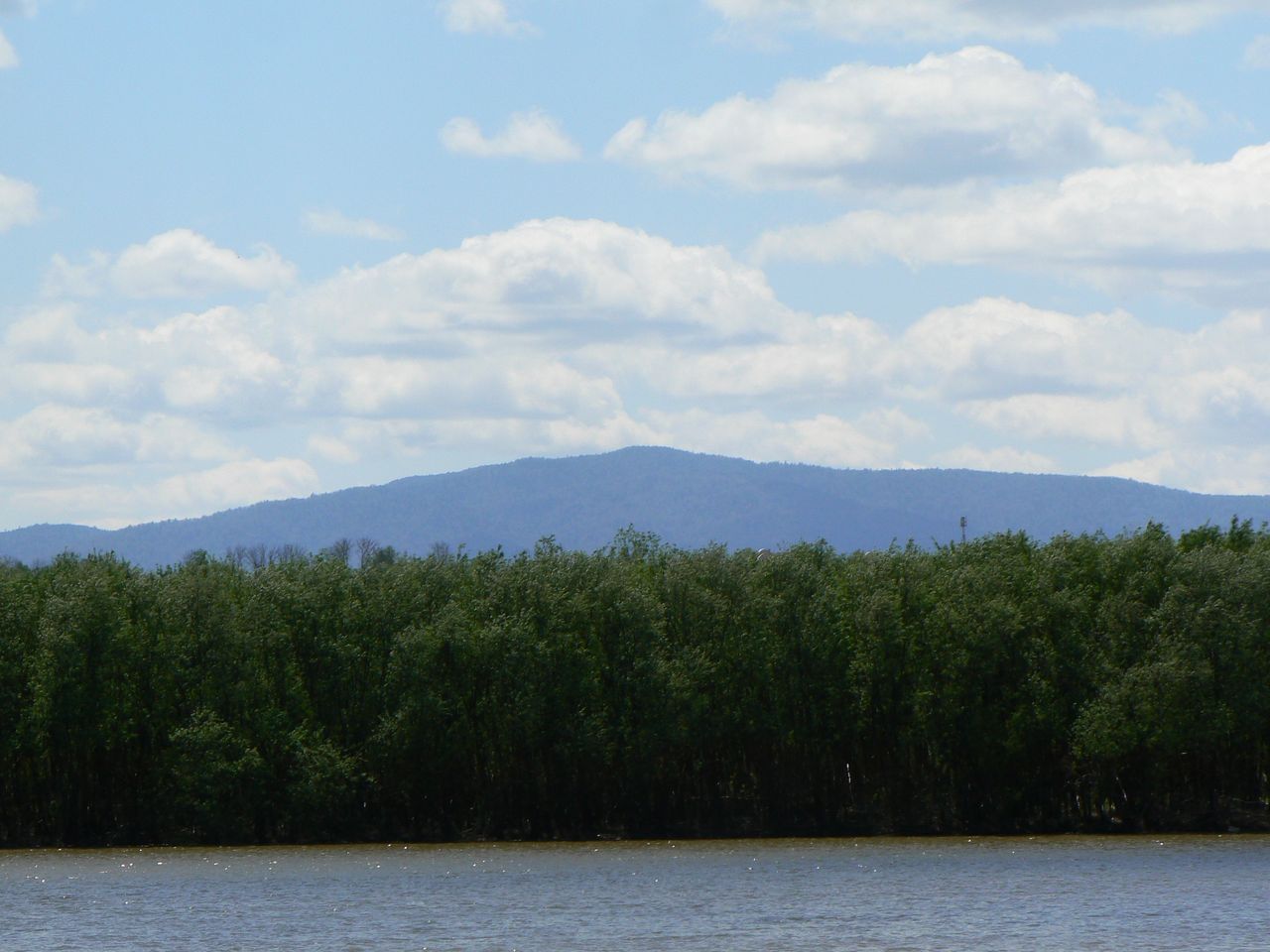 Image of Salix viminalis specimen.