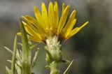 Inula ensifolia