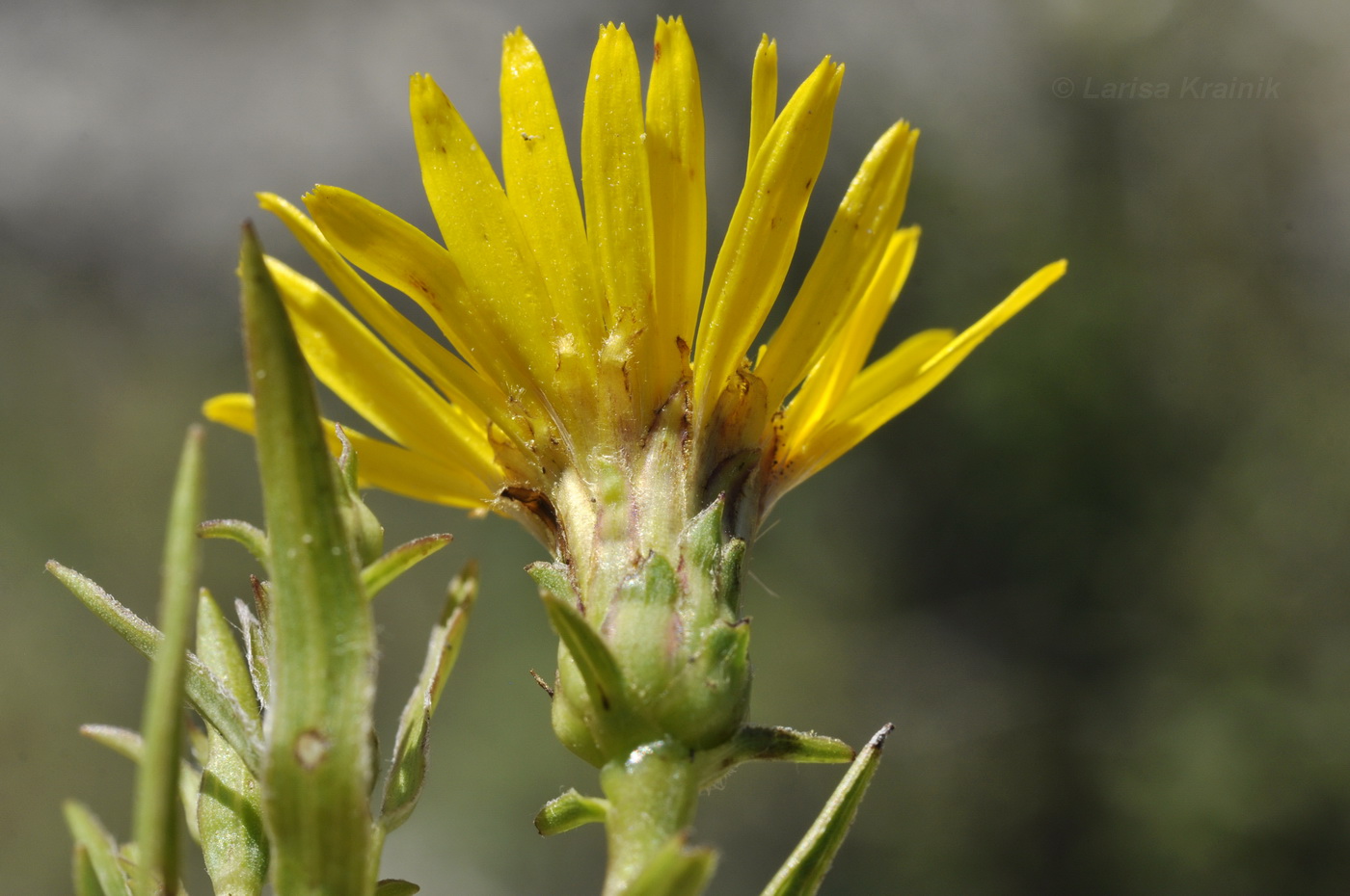 Изображение особи Inula ensifolia.