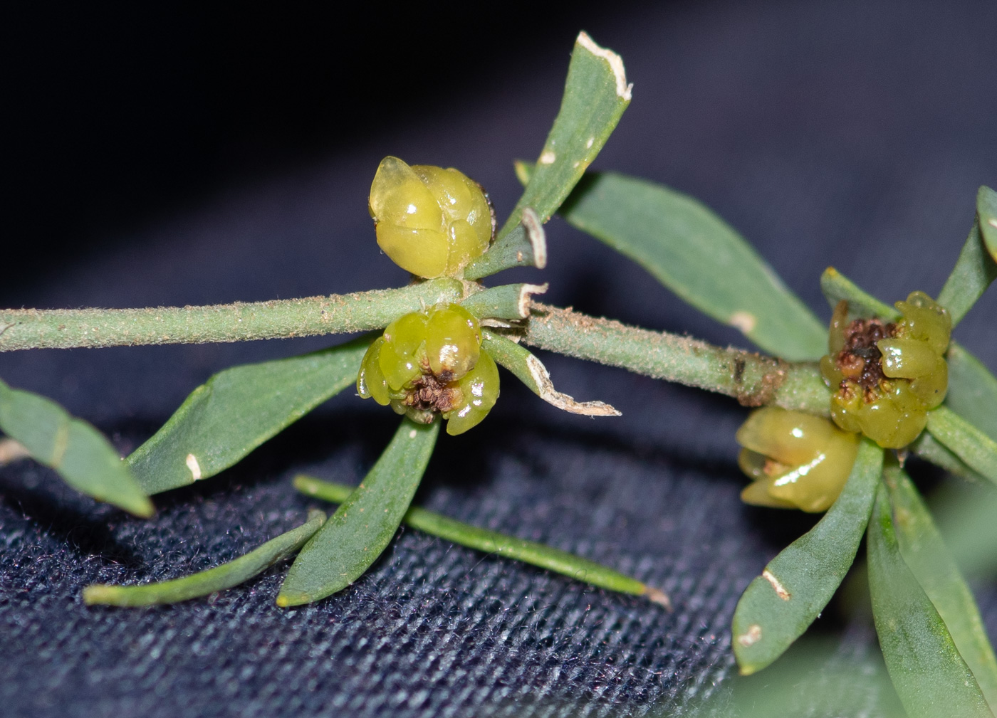 Изображение особи Pollichia campestris.