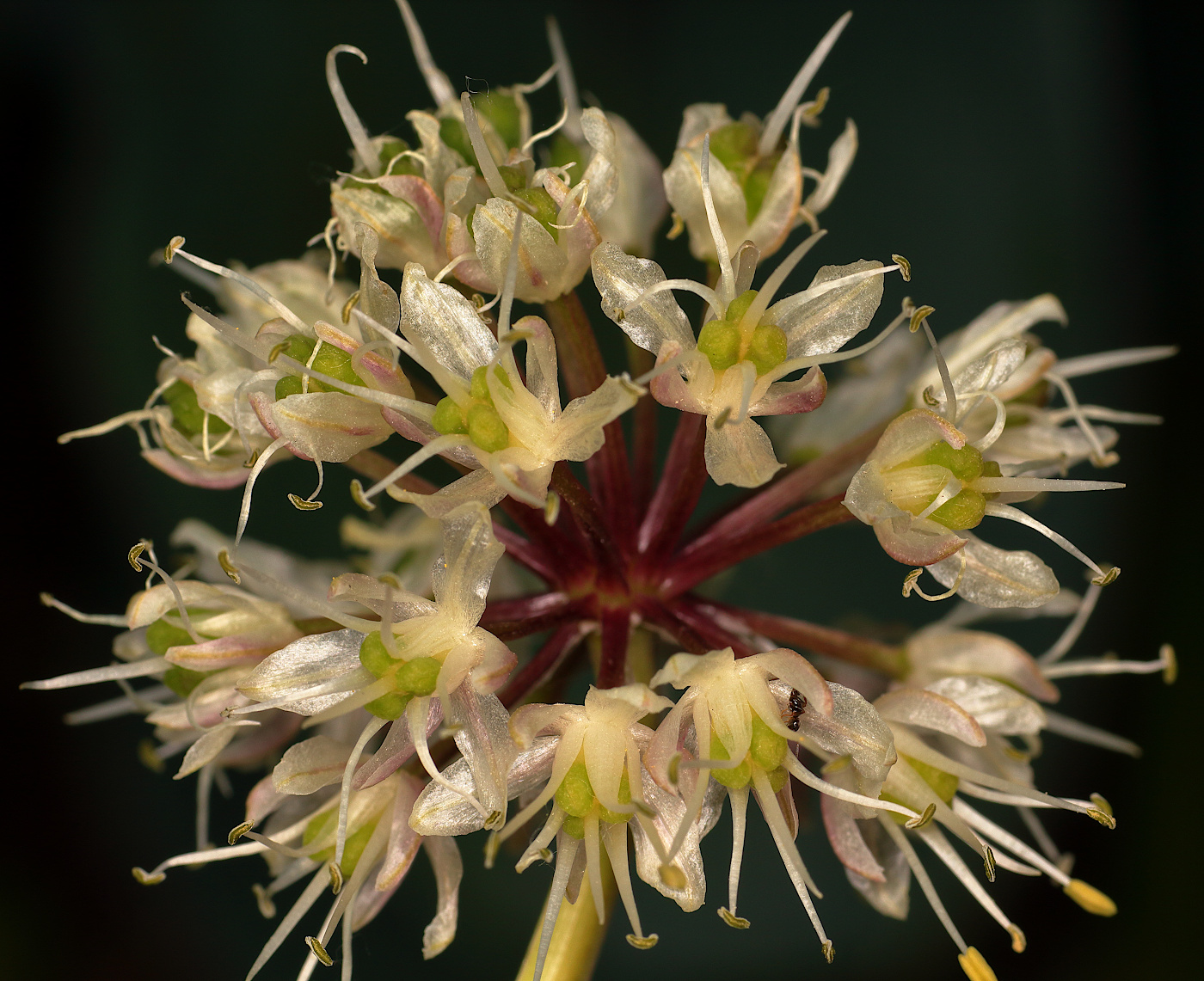 Image of Allium microdictyon specimen.