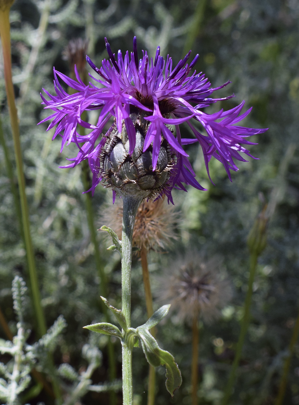 Image of Centaurea cephalariifolia specimen.